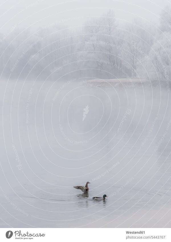 Zwei Enten auf einem See im Winter kalt Kälte Tierwelt Fauna Tierwelten Textfreiraum Paar Tierpaar Tierpaare Paare Zwei Tiere 2 2 Tiere zwei Tiermotive