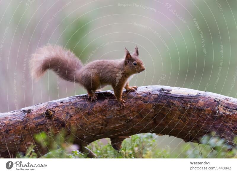 Rotes Eichhörnchen am Baumstamm Schottland Eichhoernchen Sciurus vulgaris ein Tier 1 Einzelnes Tier eins einzeln Tierwelt Tiere niedlich süss süß putzig Stamm