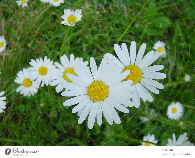 gänseblümchen Blume - ein lizenzfreies Stock Foto von Photocase