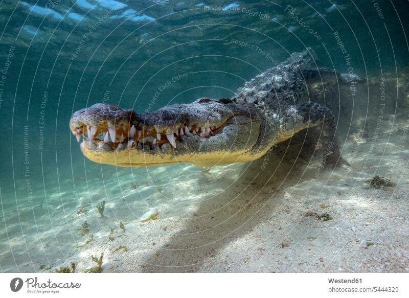 Mexiko, Amerikanisches Krokodil unter Wasser Natur schwimmen tauchen Gewässer Zahn Tierzahn Zähne Tierzähne Faszination Ehrfurcht einflößend faszinierend