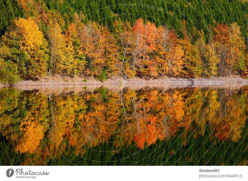 Deutschland, Herbstwald, Wasserspiegelung Schönheit der Natur Schoenheit der Natur Formatfüllend bildfuellend bildfüllend Formatfuellend Abgeschiedenheit