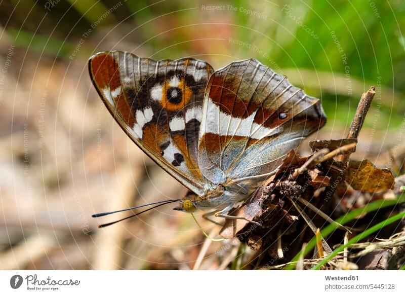 Violetter Kaiser Niemand Seitenansicht von der Seite Tierwelt Fauna Tierwelten braun Wildtier Wildtiere Tarnung getarnt tarnen Apatura iris ein Tier 1