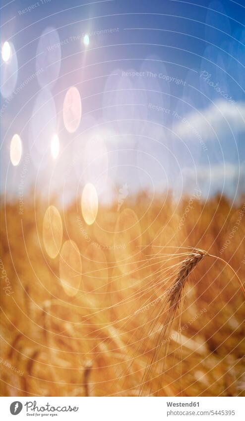 Gerstenähren auf dem Feld kurz vor der Ernte Sonnenstrahl Sonnenstrahlen ländlich auf dem Land auf dem Lande Lichtstrahl Lichtstrahlen Unscharf