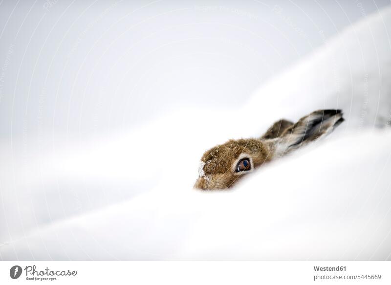 UK, Schottland, Berghase, der sich im Schnee versteckt Natur Textfreiraum Tiermotive Tierthemen Nahaufnahme Nahaufnahmen Großaufnahme close up close-up