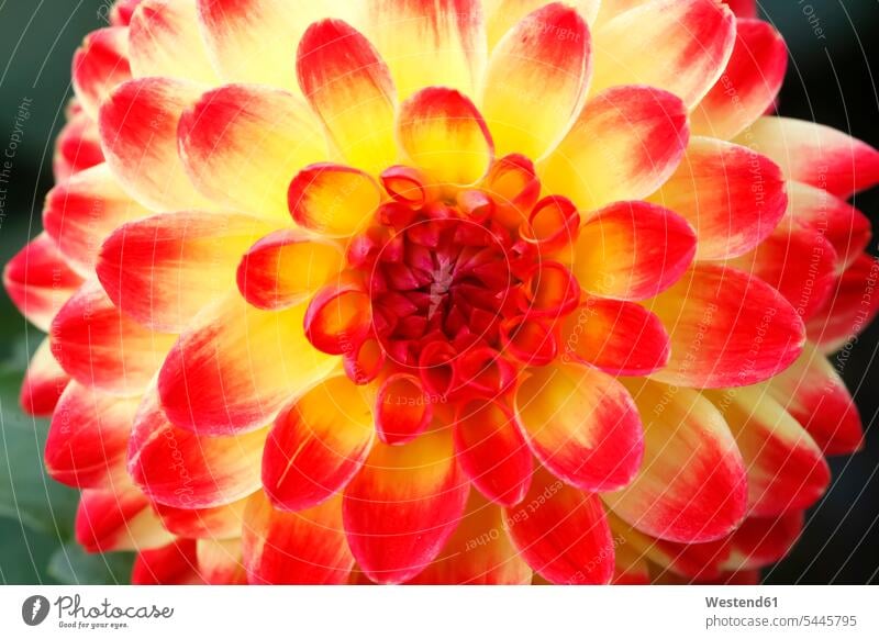 Gelbe und rote Dahlie Blütenblatt Blütenblätter Tag am Tag Tageslichtaufnahme tagsueber Tagesaufnahmen Tageslichtaufnahmen tagsüber roter rotes Deutschland