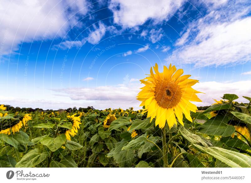 Sonnenblumenfeld Blüte Blüten blühen gelb gelber gelbes bewölkt Bewölkung Wolke bedeckt Wolken Bewoelkung wolkig bewoelkt Schönheit der Natur