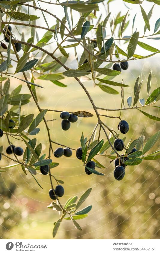 Italien, Toskana, reife Oliven am Baum hängen Ast Aeste Äste Herbst Außenaufnahme draußen im Freien Olivenbaum Olea europaea Olivenbaeume Olivenbäume Zweig