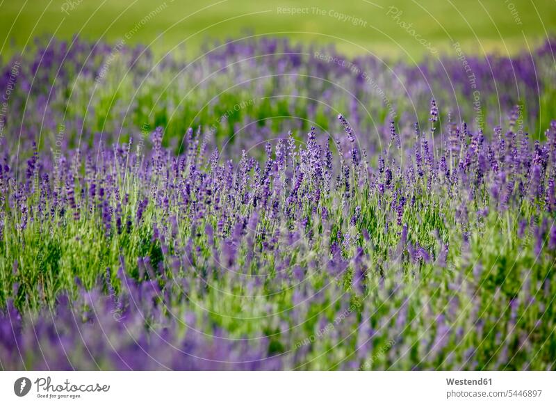 Deutschland, Blühende Lavendelpflanze Heilpflanze Heilpflanzen Arzneipflanze Arzneipflanzen Duft duftend Duefte Düfte Anbau anbauen blühen blühend Wachsen