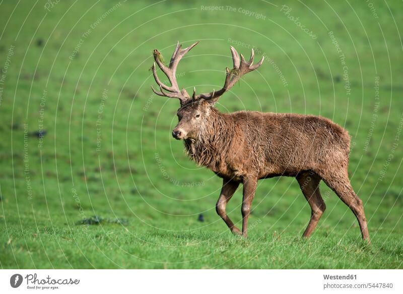 England, Rothirsch, Cervus elaphus Tierverhalten Seitenansicht von der Seite Tierwelt Fauna Tierwelten Textfreiraum Wiese Wiesen Männchen Geweih Gehörn Geweihe