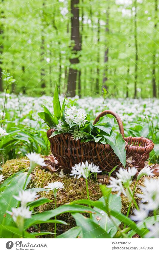 Deutschland, Nordrhein-Westfalen, Eifel, Bärlauch, Allium Ursinum, im Weidenkorb Heilpflanze Heilpflanzen Arzneipflanze Arzneipflanzen blühen erblühen blühend