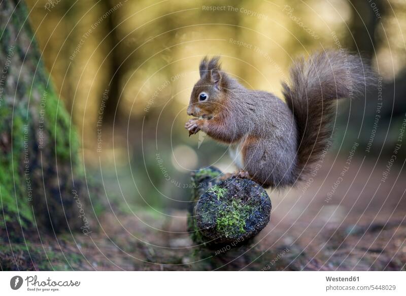 Porträt von essendem roten Eichhörnchen Nuss Nüße Nueße Nüsse Nuß Nuesse Natur Linsenreflexion Blendenflecken Reflexlicht Lens Flare Wildtier Wildtiere ein Tier