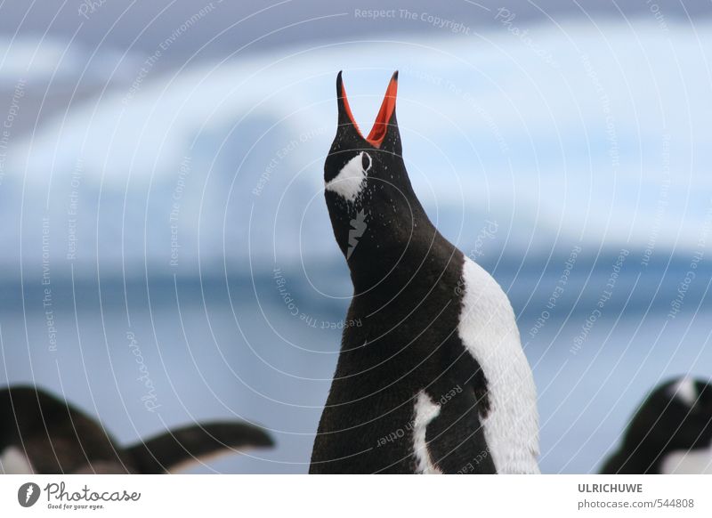 Pinguin Natur Eis Frost Vulkan Meer Tier 1 stehen außergewöhnlich Tierliebe Abenteuer Außenaufnahme Menschenleer Tag Schwache Tiefenschärfe Vogelperspektive