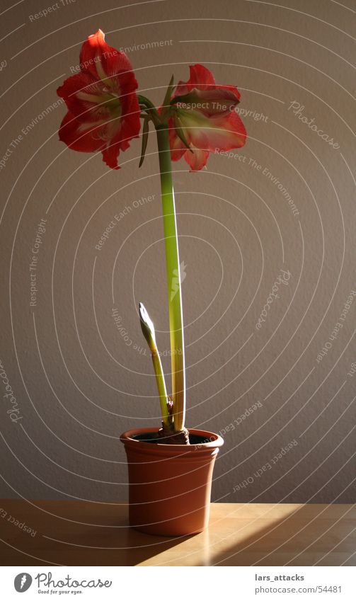Riierstern im Rampenlicht Ritterstern Amaryllisgewächse Pflanze Blüte rot rosa Licht schön Winterblume Kraft Lampe Sonne Natur zimmerplanze