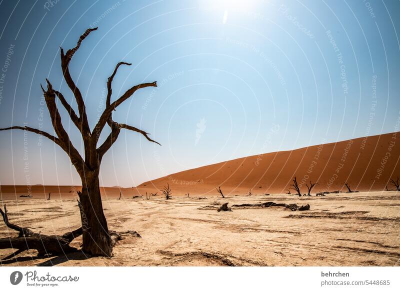 hitzig Schatten Umweltschutz Vergänglichkeit Akazie Klimawandel trocken Dürre Himmel tote bäume Bäume deadvlei magisch Düne Dünen sanddüne beeindruckend