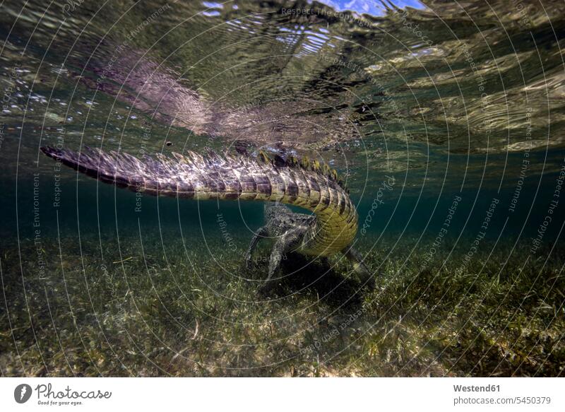 Mexiko, Amerikanisches Krokodil unter Wasser Natur schwimmen tauchen Gewässer Faszination Ehrfurcht einflößend faszinierend Tiermotive Tierthemen Unterwasser