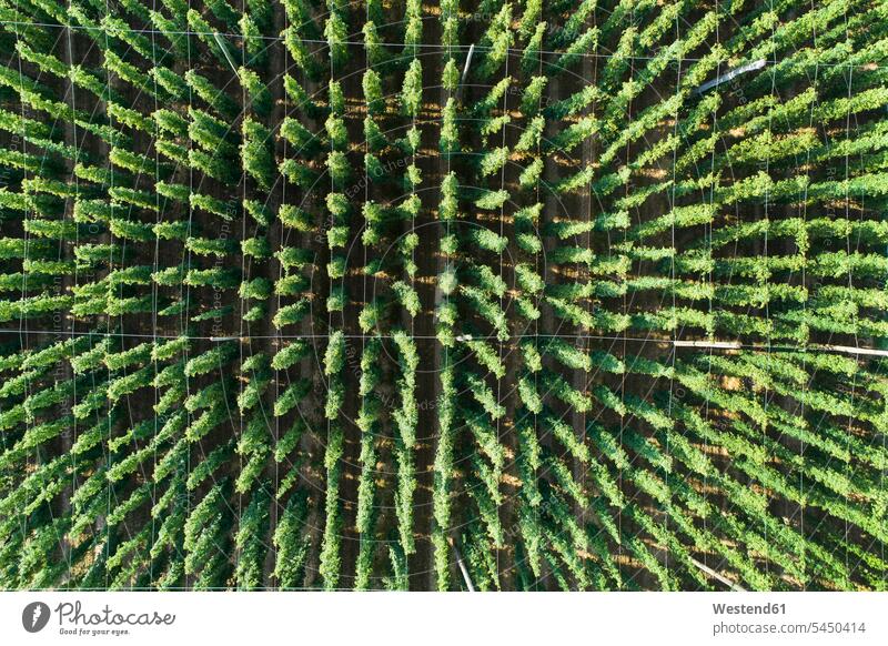 Deutschland, Bayern, Hopfenfeld, Luftaufnahme Struktur Strukturen Formatfüllend bildfuellend bildfüllend Formatfuellend grün Humulus lupulus hintereinander
