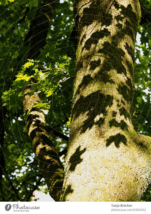 Schatten der Blätter am Baumstamm bei Sonnenlicht Rinde Licht und Schatten Licht & Schatten Strukturen & Formen Kontrast Schattenspiel Schattenwurf