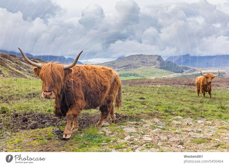 Großbritannien, Schottland, Schottisches Hochland, Hochlandkatzen Horn Hoerner Hörner Blickkontakt Augenkontakt Tiermotive Tierthemen Tierwelt Tiere Vieh