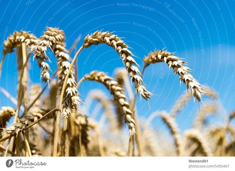 Weizenähren gegen blauen Himmel Fokus Auf Den Vordergrund Fokus Auf Dem Vordergrund Ähre Getreideähre Ähren Tag am Tag Tageslichtaufnahme tagsueber