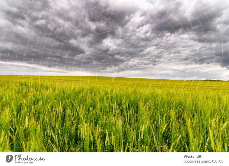UK, Schottland, East Lothian, Gerstenfeld Regenwolke Nimbostratus Regenwolken Ruhe Beschaulichkeit ruhig Getreide Korn Tag am Tag Tageslichtaufnahme tagsueber