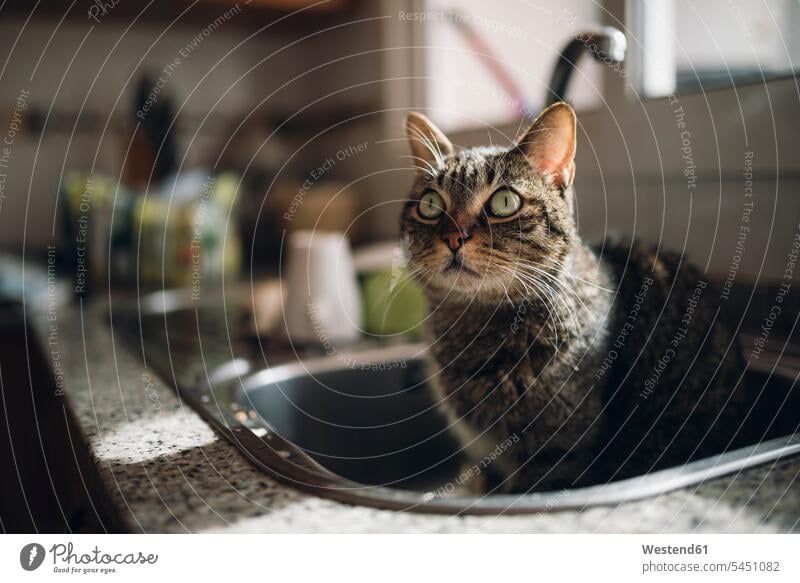 Porträt einer gestromten Katze, die in der Küchenspüle sitzt Spüle Spuele Spülen Spuelen Hauskatze Felis Silvestris Catus Hauskatzen Nahaufnahme Nahaufnahmen