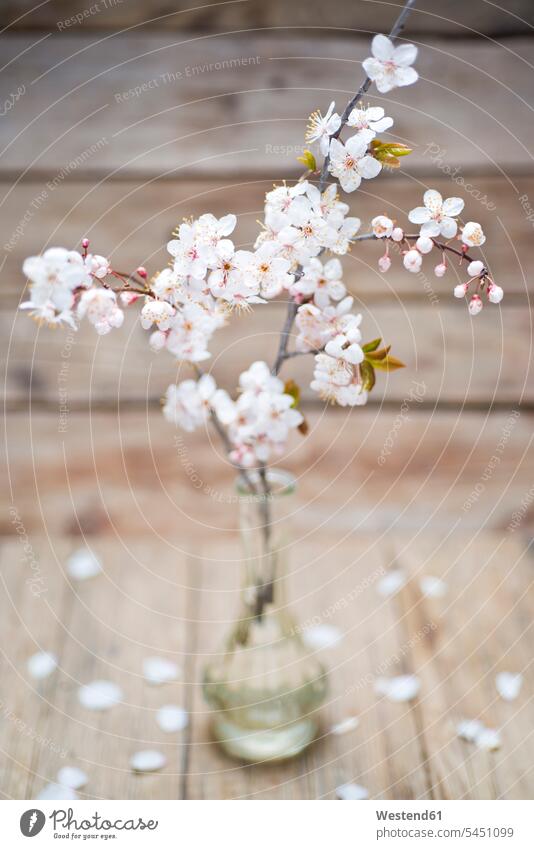 Zweige mit weißen Blüten in einer Vase Vasen Fokus Auf Den Vordergrund Fokus Auf Dem Vordergrund Niemand blühen erblühen blühend Textfreiraum Blume Blumen Holz