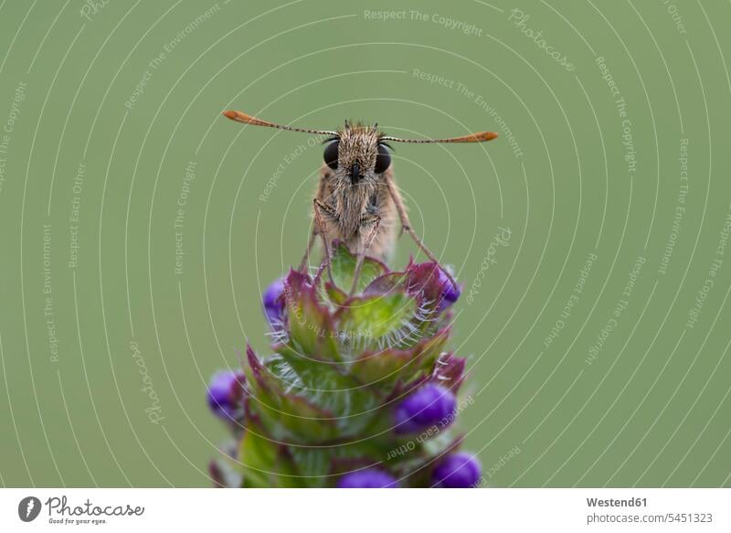 Kleiner Skipper auf Blume Natur Tierwelt Fauna Tierwelten Zartheit zart Tiermotive Tierthemen Blumen Blüte Nahaufnahme Nahaufnahmen Großaufnahme close up