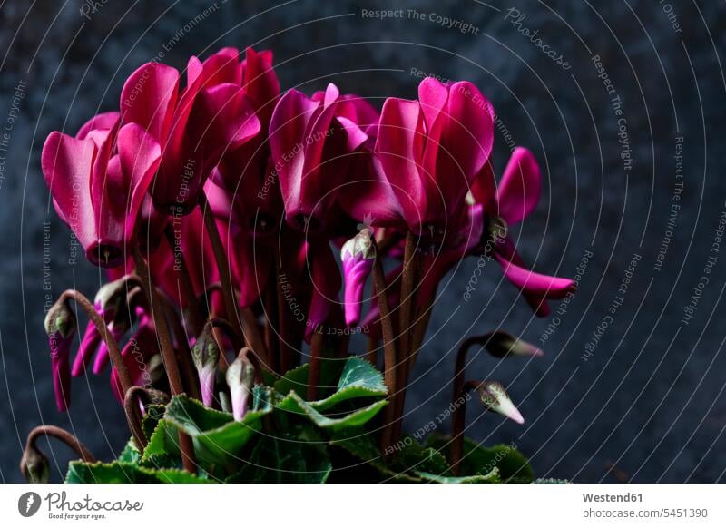 Rosa Cyclamen vor dunklem Grund Winter winterlich Winterzeit Textfreiraum blühen erblühen blühend Topfpflanze Topfpflanzen Alpenveilchen Ausschnitt Teil