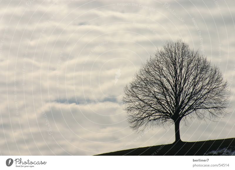 Ein Baum ohne Vögel Vogel Wolken grau blau-grau baüme Ast Berge u. Gebirge