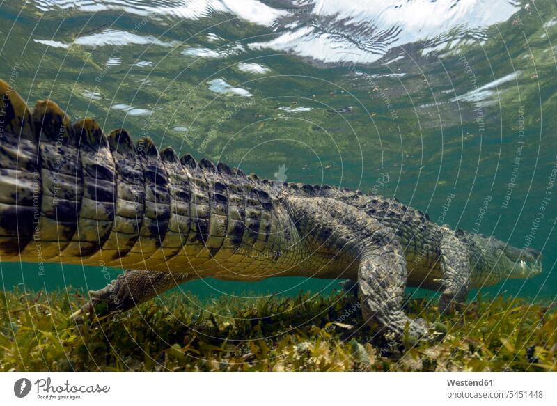 Mexiko, Amerikanisches Krokodil unter Wasser Banco Chinchorro Natur Tiermotive Tierthemen Leben am und im Wasser Wildleben wildlife Faszination