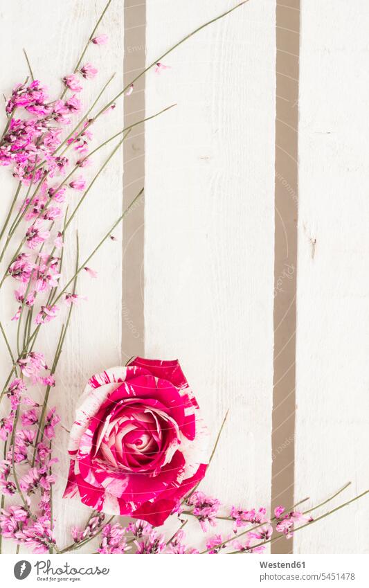 Blumenarrangement mit Rosenblüte auf weißem Holz Anordnung Positionierung Anordnungen Arrangements Positionierungen rosa rosafarben dekorativ dekorativer