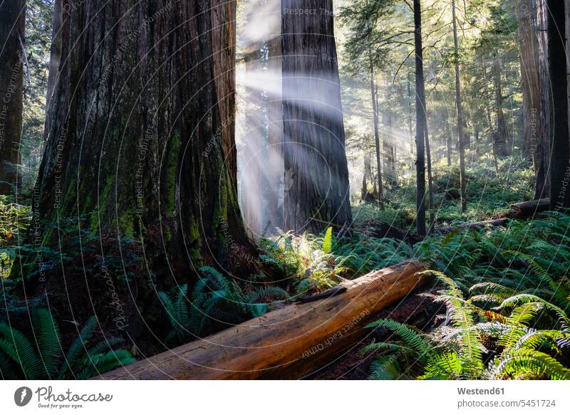 USA, Kalifornien, Crescent City, Jedediah Smith Redwood State Park, Mammutbäume, Sonnenstrahlen Ruhe Beschaulichkeit ruhig Unesco Weltnaturerbe