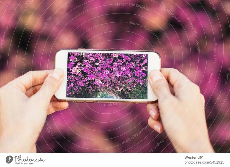 Frauenhände beim Fotografieren von rosa Blüten mit dem Handy blühen erblühen blühend weiblich Hände Erwachsener erwachsen Mensch Menschen Leute People Personen