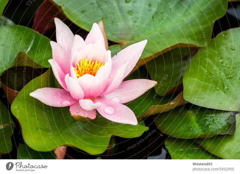 Feuchte rosa Seerose in einem Teich Schönheit der Natur Schoenheit der Natur einzelne Blume Seerosenteich Außenaufnahme draußen im Freien Wasserblume