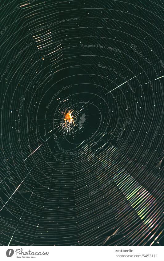 Spinne / Spinnennetz / Radnetz erholung falle garten insekt jagd kleingarten kleingartenkolonie lauer menschenleer nachbarschaft natur radnetz radnetztspinne