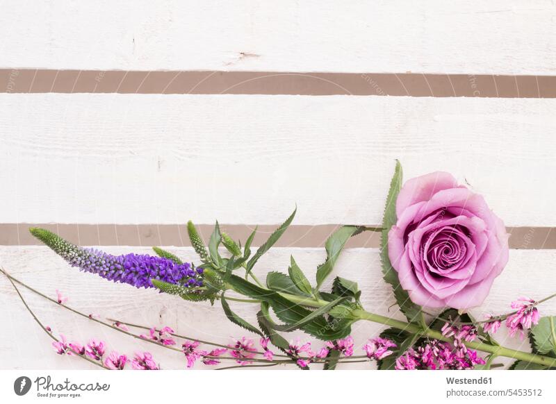 Blumenarrangement mit rosa Rosenblüte auf weißem Holz Anordnung Positionierung Anordnungen Arrangements Positionierungen dekorativ dekorativer dekoratives Stiel