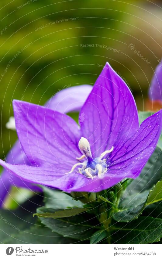 Blüte der Ballonblüte Niemand blühen erblühen blühend blühende Pflanzen Blume Blumen Bluete Blueten Blütenkopf Blütenstempel Pistillum Bluetenstempel Stempel