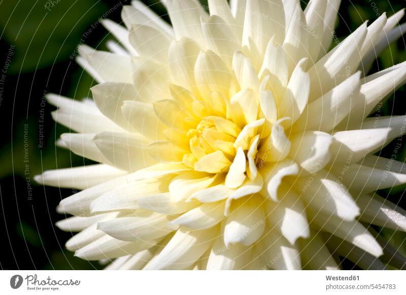 Weiße Dahlie, Nahaufnahme einzelne Blume weiß weißes weißer weiss Tag am Tag Tageslichtaufnahme tagsueber Tagesaufnahmen Tageslichtaufnahmen tagsüber