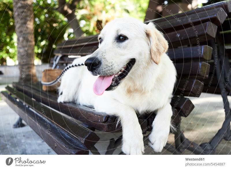 Hund entspannt auf der Bank Niemand Bauchlage auf dem Bauch liegen brav Pause entspanntheit relaxt wegsehen Blick zur Seite hecheln hechelnd hechelt