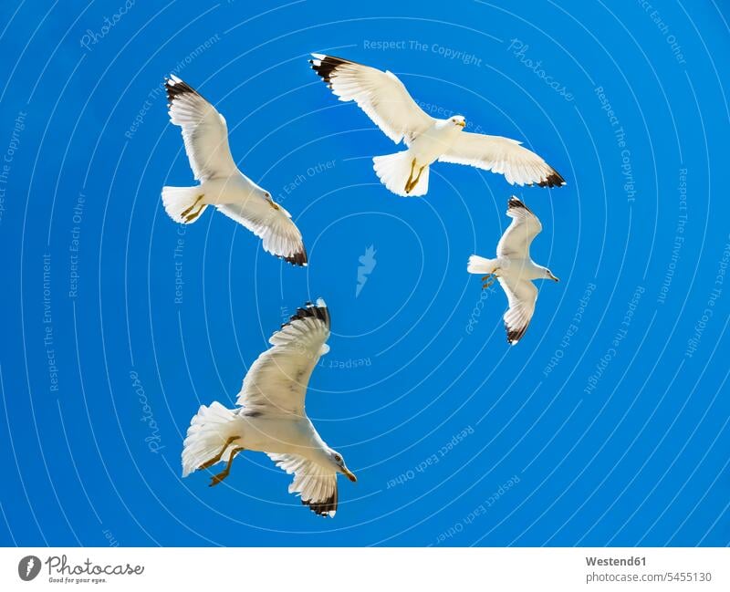Vier Heringsmöwen fliegen vor blauem Himmel Wiederholung wiederholend Natur Wildtier Wildtiere Vogel Vögel Aves Voegel Möwe Moewe Möwen Laridae Moewen