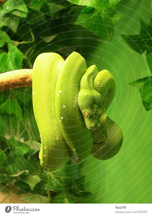 green mamba grün gelb Gift Grüne Mamba Zoo Augsburg Tier Reptil Ekel schön snake Schlange poison Angst