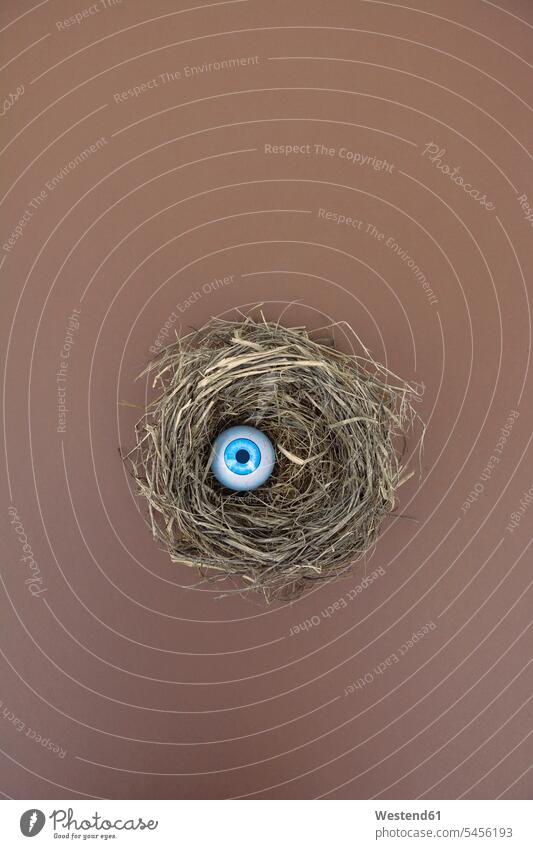 Vogelnest mit Augapfel aus Kunststoff Ungewöhnlich außergewöhnlich außergewoehnlich Ungewoehnlich Spielzeug überwachen Beobachtung beobachten überprüfen Nest