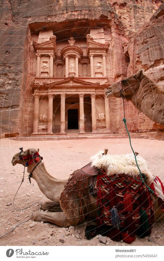 Jordanien, Petra, Blick auf Al Khazneh mit Kamel im Vordergrund historisch Pause Stadt staedtisch städtisch Königreich Jordanien liegen liegend liegt