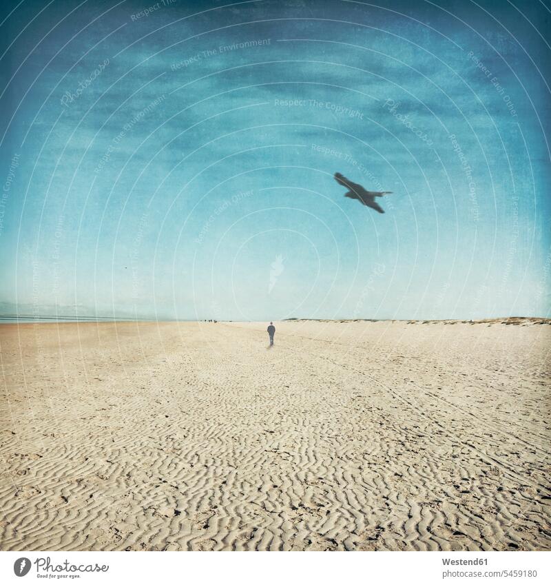 Deutschland, Niedersachsen, Vogel überfliegt einsamen Mann, der bei Ebbe am Sandstrand entlang läuft Außenaufnahme außen draußen im Freien Tag