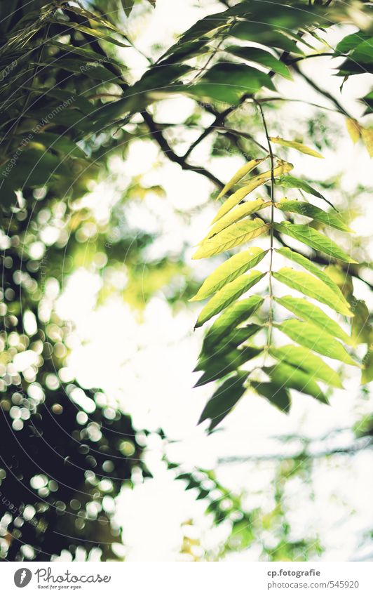 Sonnentanz Pflanze Sommer Schönes Wetter Baum Blatt Park Wald Wärme grün Tag Schwache Tiefenschärfe