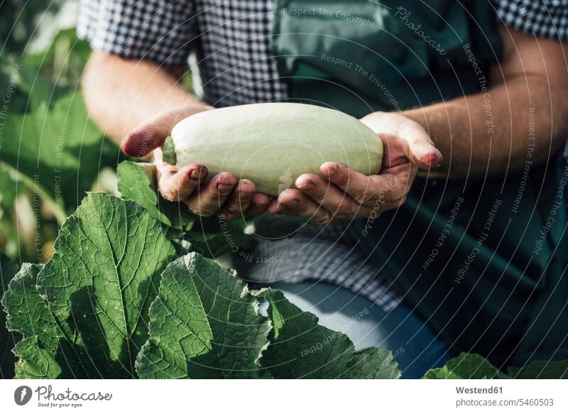 Gärtner hält Zucchini ernten Ernte Zucchinis Garten Gärten Gaerten Gartenanlage Gartenanlagen Mann Männer männlich gärtnern Gartenarbeit Gartenbau Hand Hände