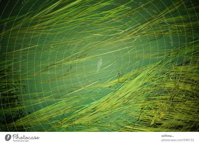 Seegras in einem Leipziger Kanal Natur Pflanze Fluss grün Strömung Gras Wasser Farbfoto Außenaufnahme Strukturen & Formen Menschenleer Vogelperspektive