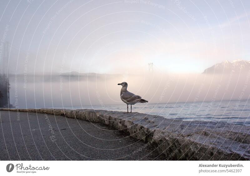 Möwe, die an einem nebligen Tag auf einer Ufermauer im Stanley Park sitzt, Vancouver, British Columbia, Kanada Vogel Nebel Uferdamm Meer