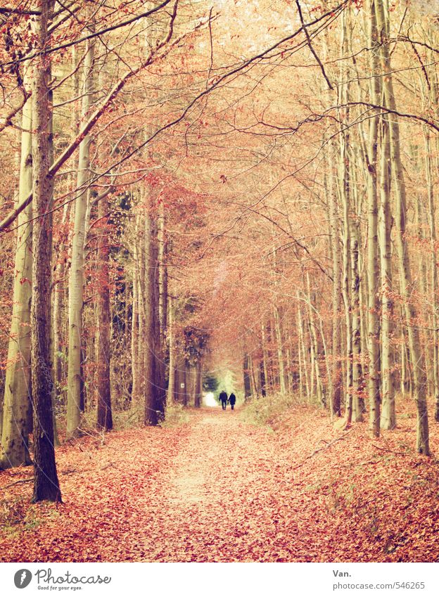 Herbst Mensch 2 Natur Pflanze Baum Blatt Wald Wege & Pfade Fußweg gelb rot Spaziergang Farbfoto Gedeckte Farben Außenaufnahme Tag
