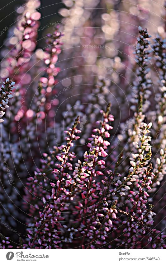 Lichtstimmung im Herbstgarten Zierheide Zierpflanze heimisch erfreulich Calluna Erika Erica Lichtspiel lilarosa Heide anders glänzend violett Lichteffekt